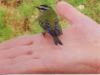 Oiseaux-main.gif, nov. 2011 Oiseaux-main.gif